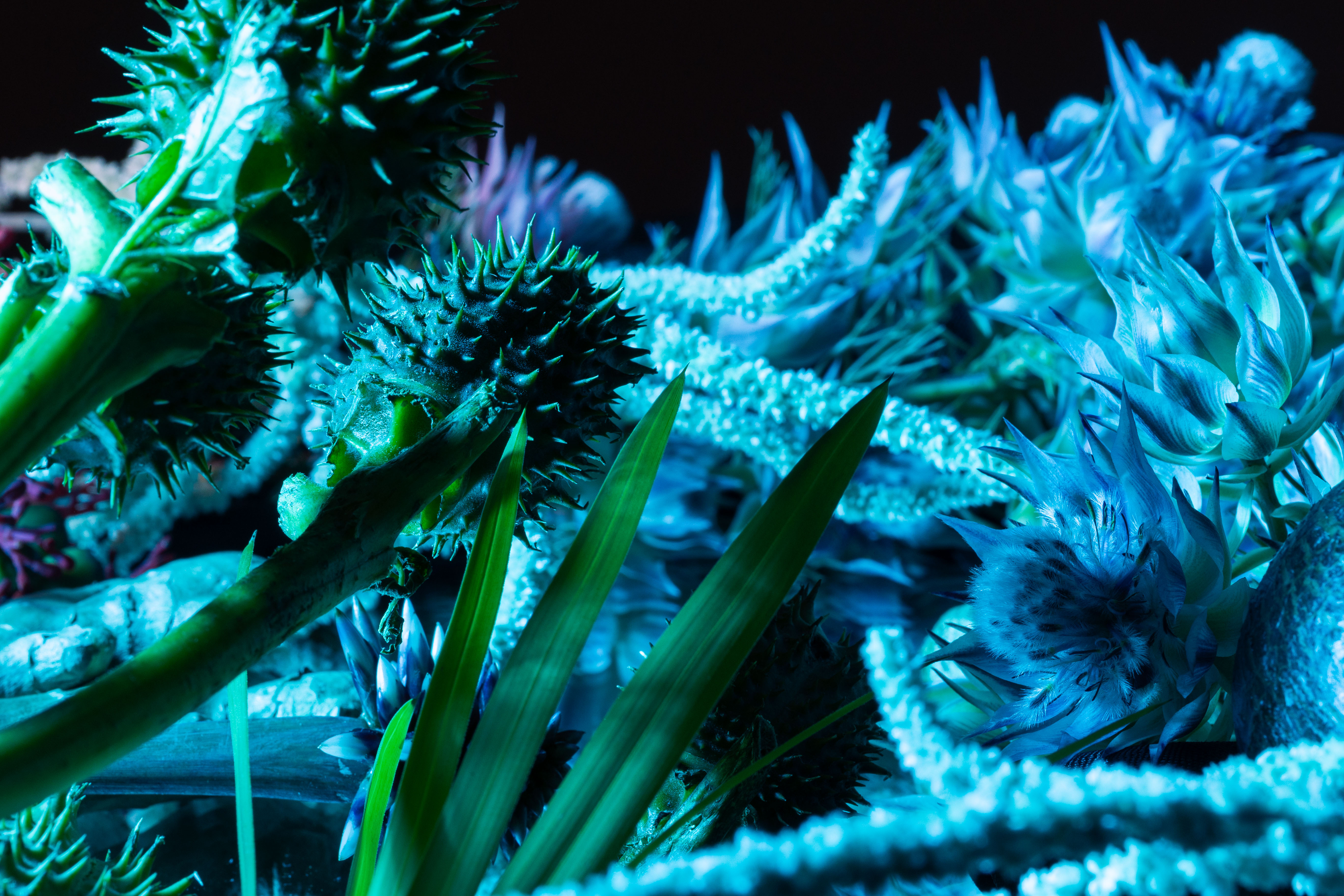 Fine Art Photography