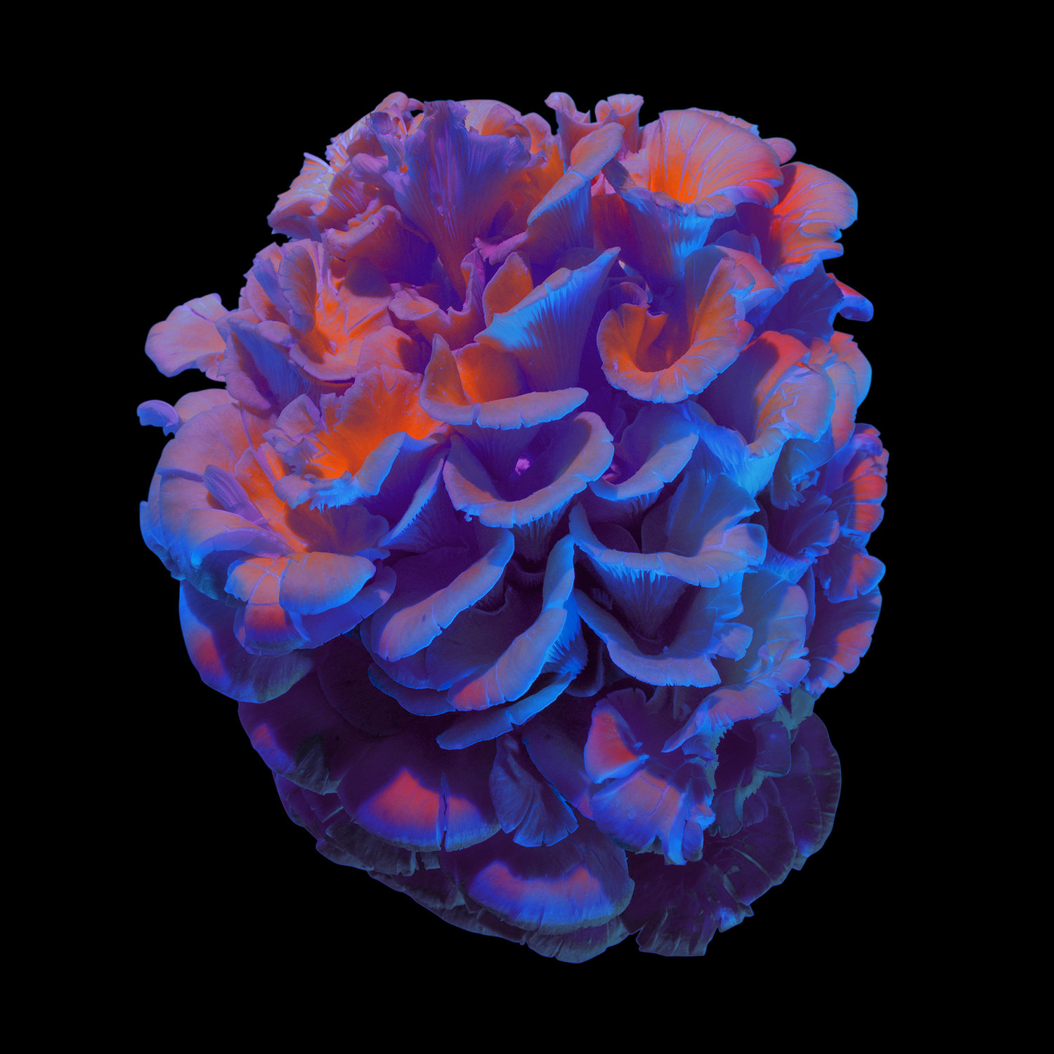 Photography by Essentials Creative