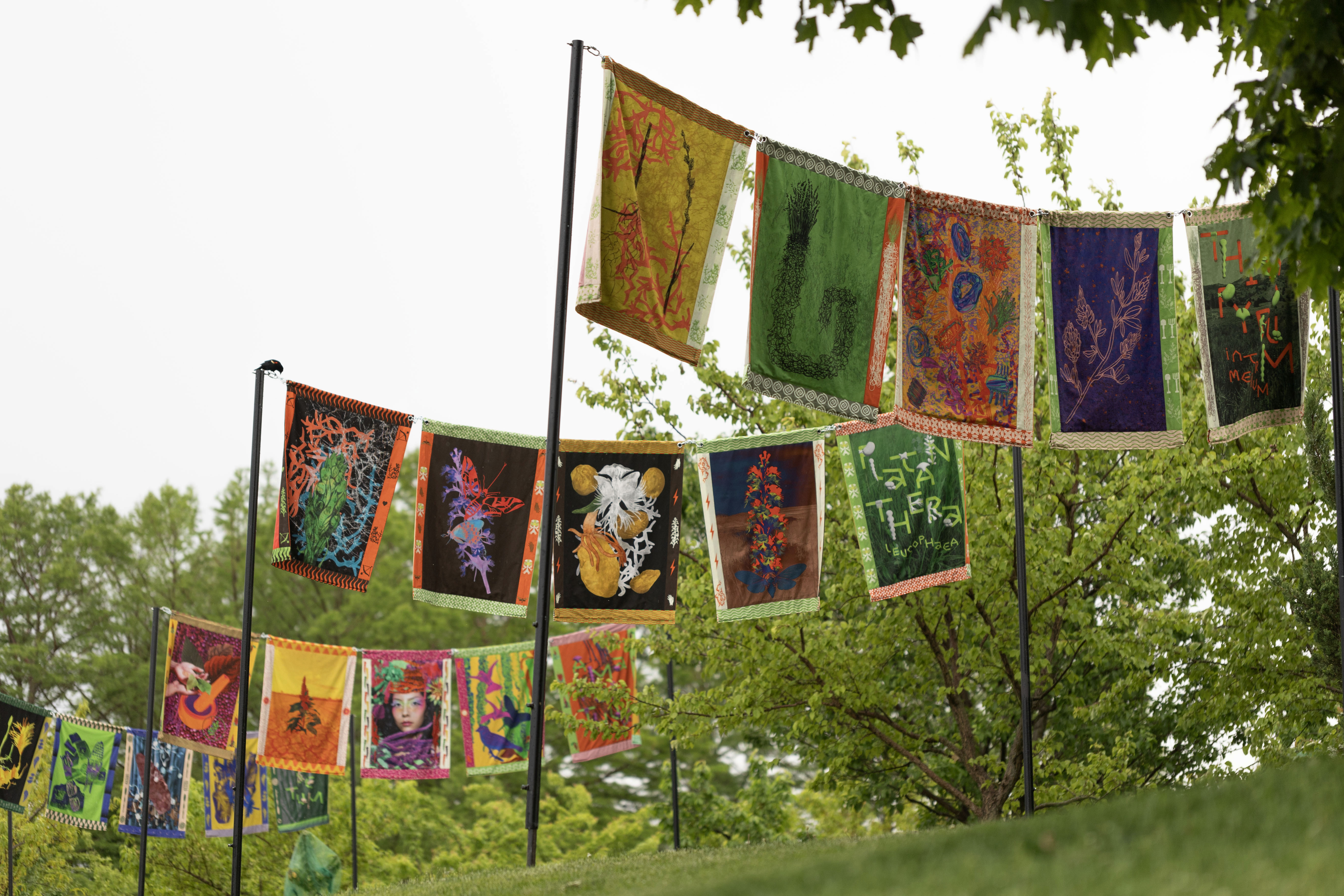 Rhizomatic installation view
