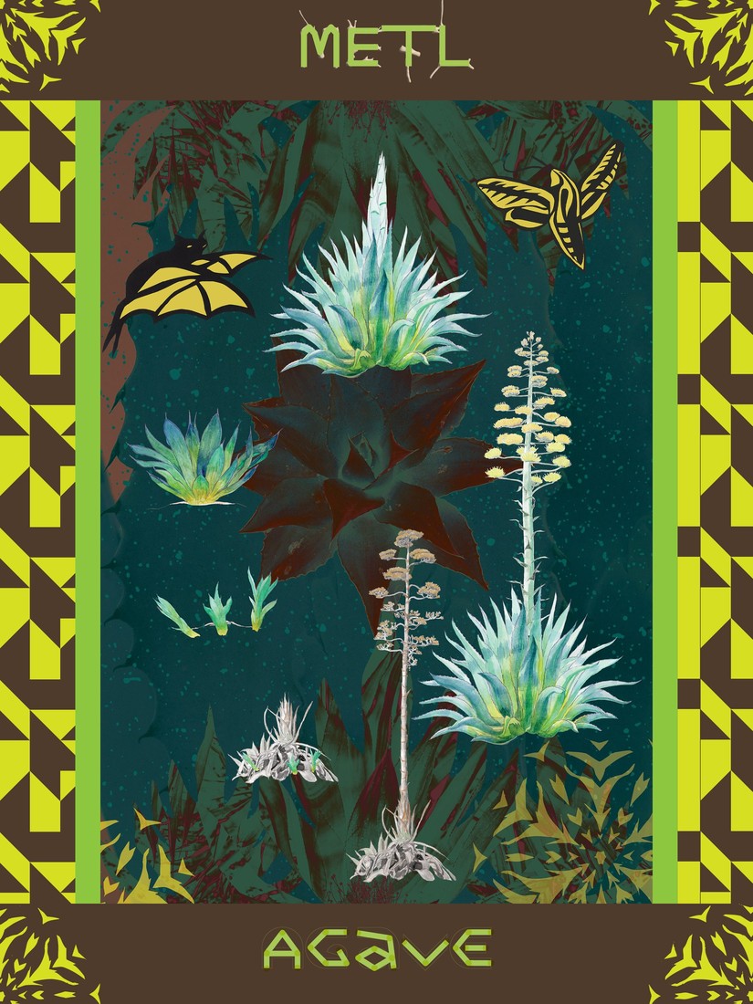 Metl · Agave