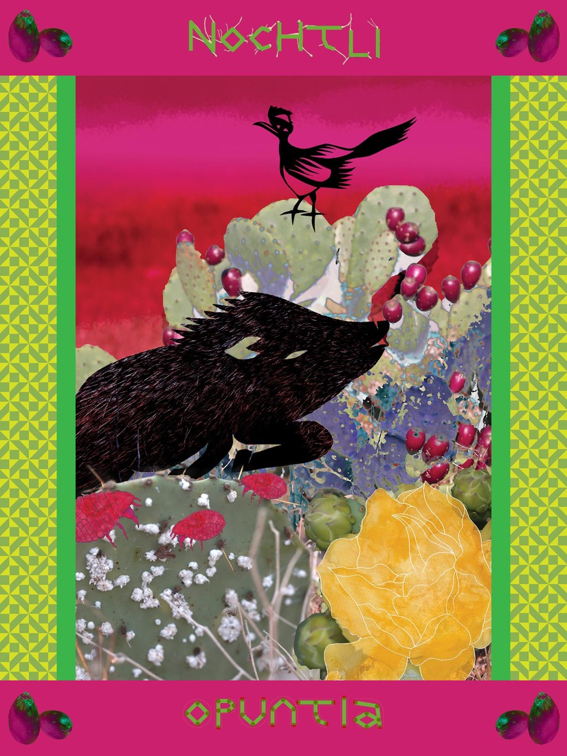 Nochtli · Opuntia