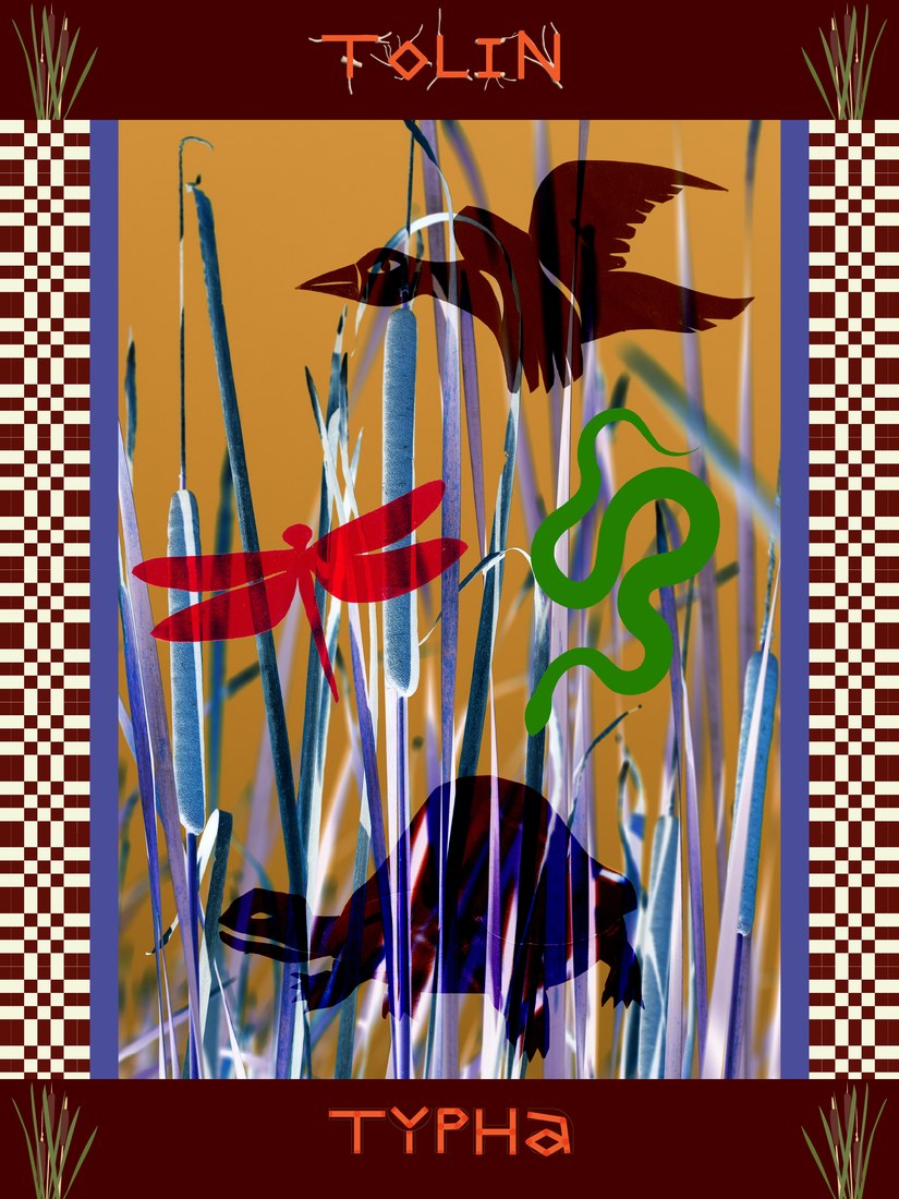 Tolin · Typha