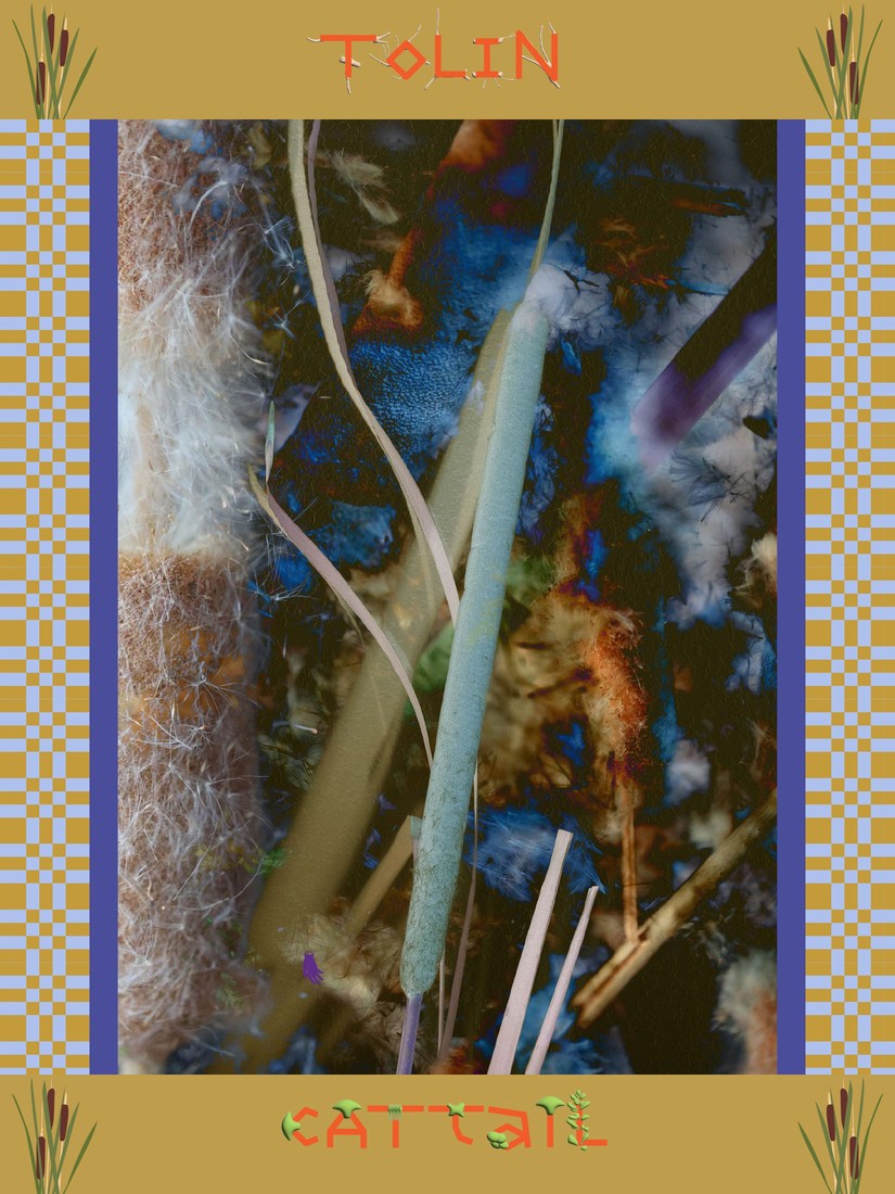 Tolin · Cattail