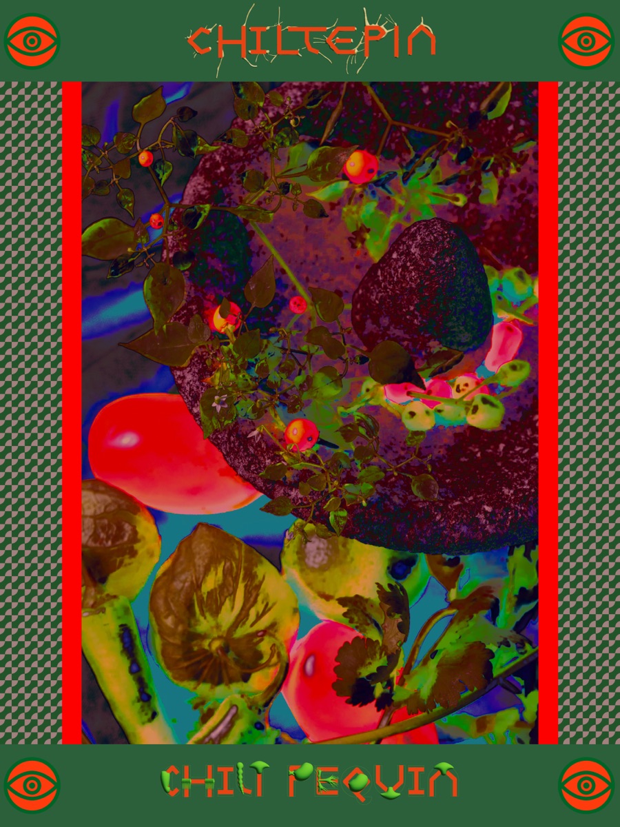 Chiltepin - Cultural Perspective