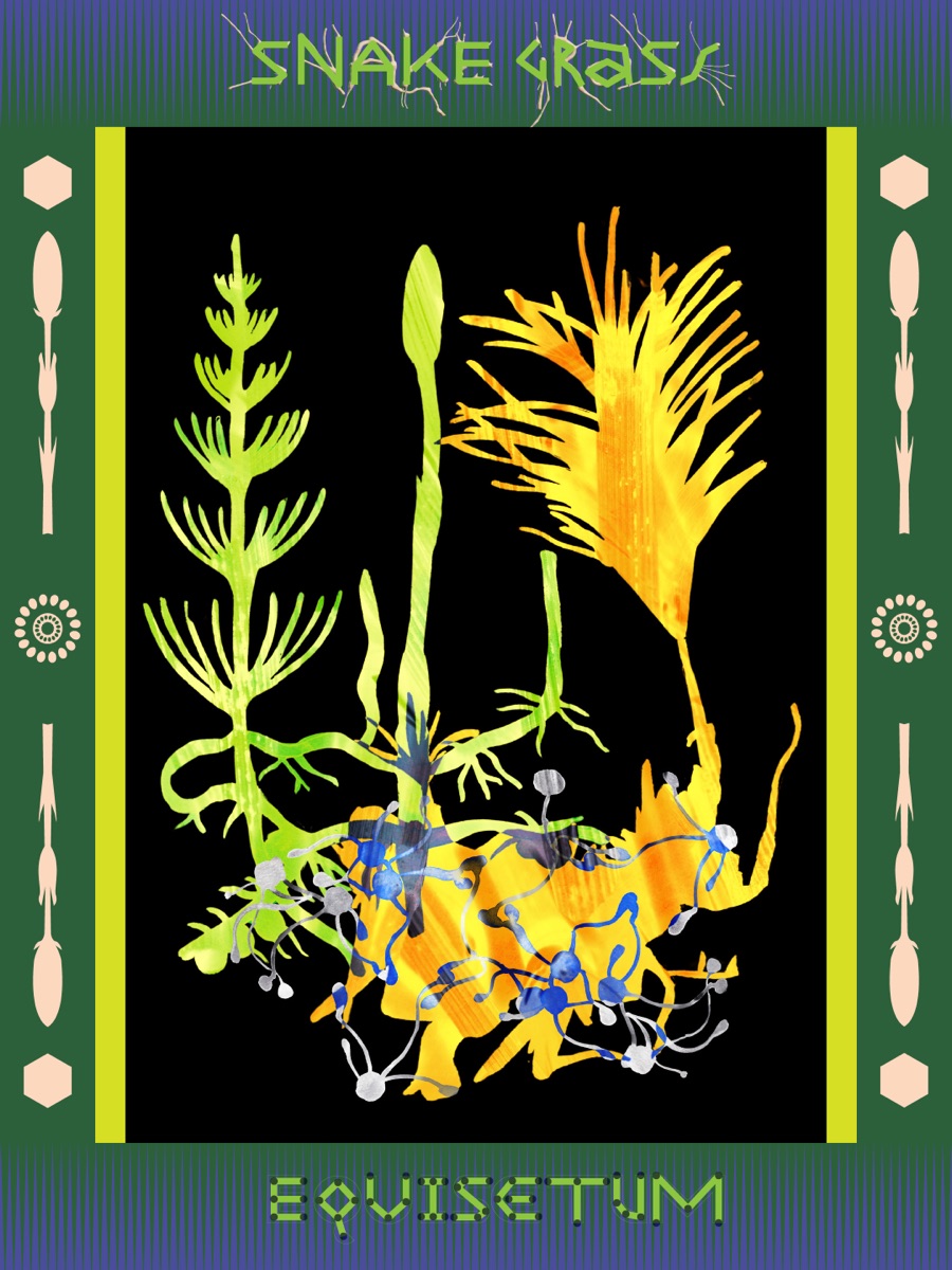 Snake Grass - Scientific Perspective